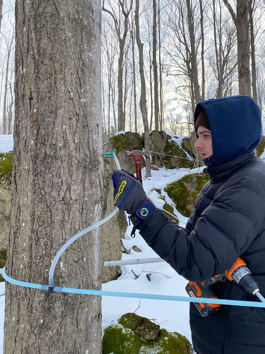 Tapping maple tree